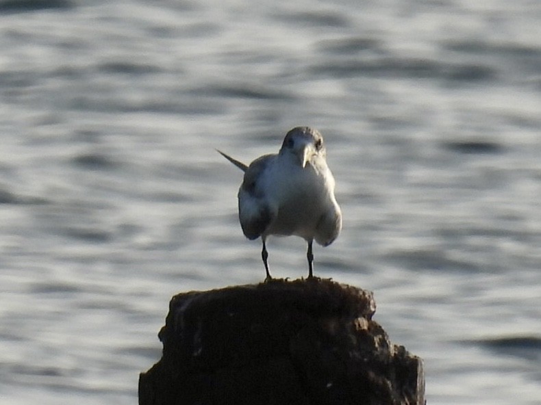 Great Crested Tern - Mayumi Green