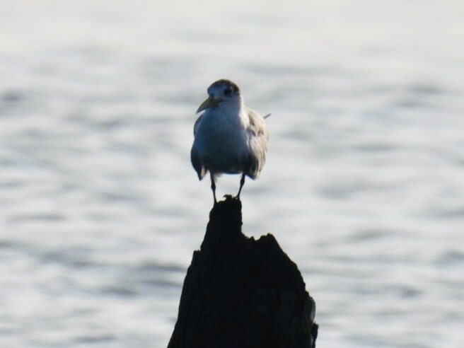 Great Crested Tern - ML387922551