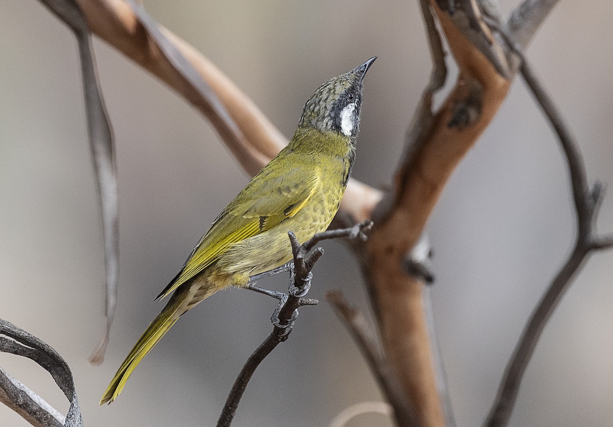 White-eared Honeyeater - ML387922891