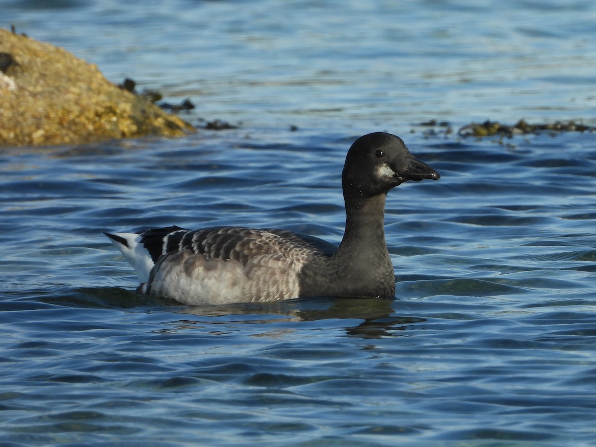 Brant (Atlantic) - ML387923291