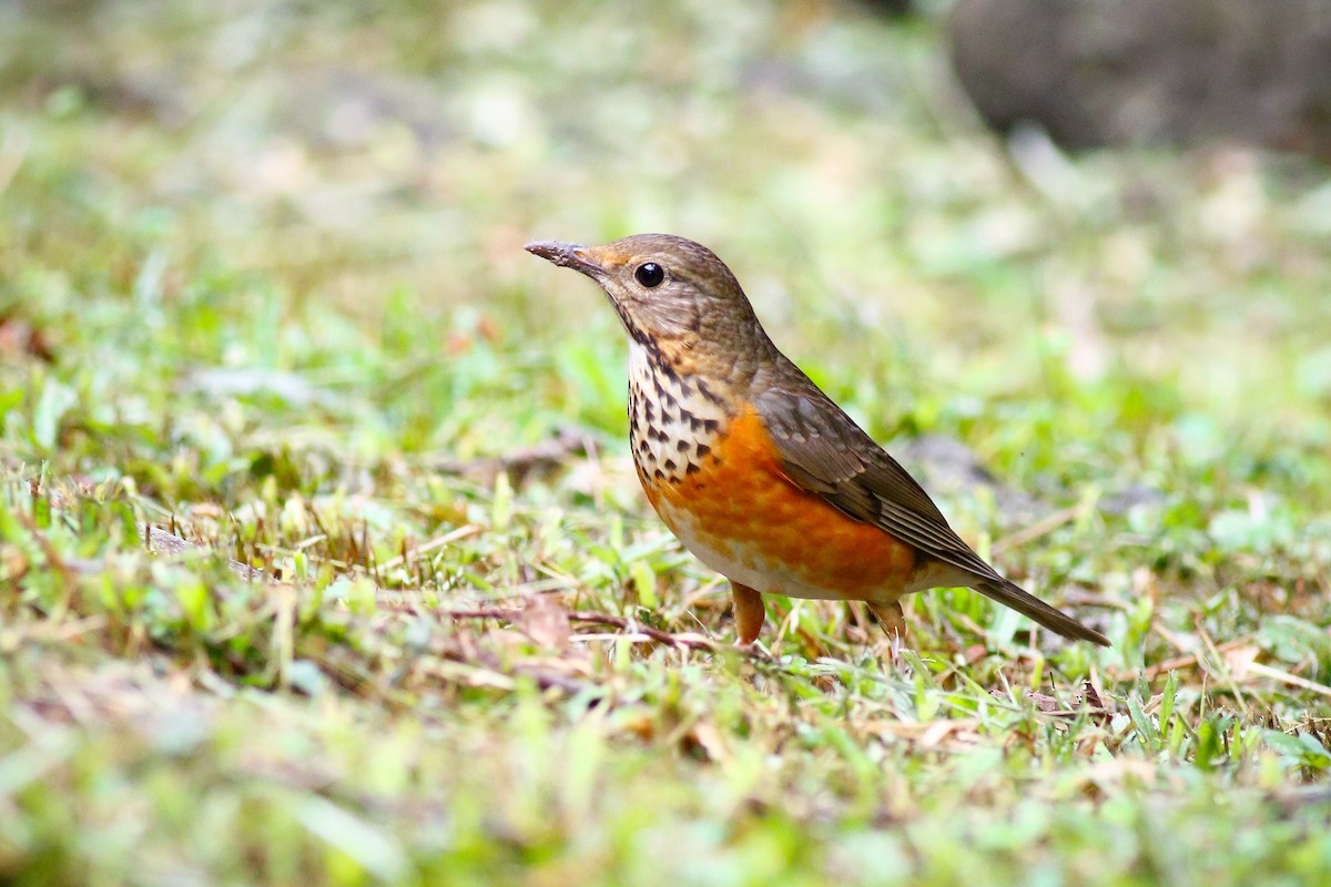 Gray-backed Thrush - ML387924221