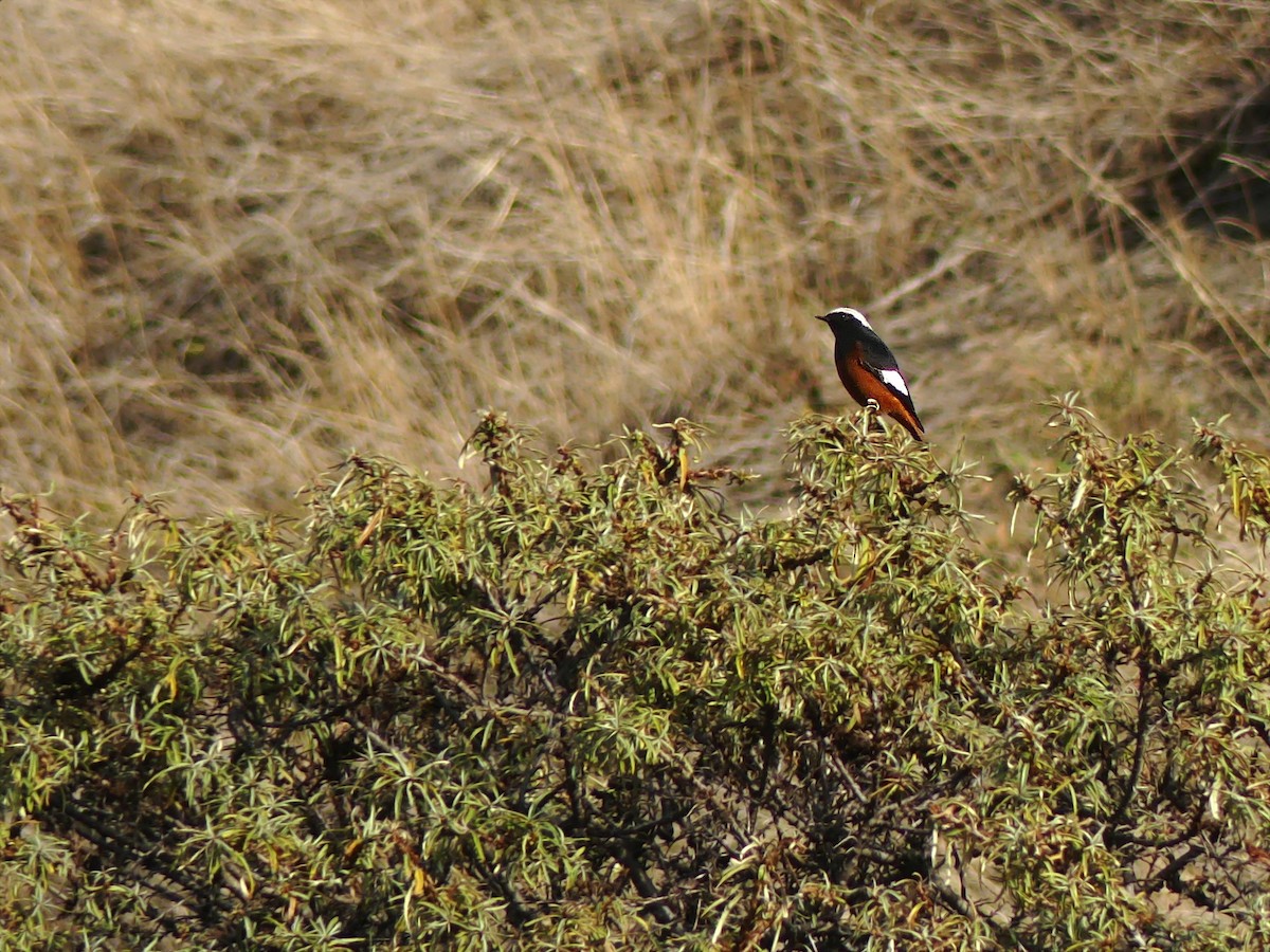 White-winged Redstart - ML387924651