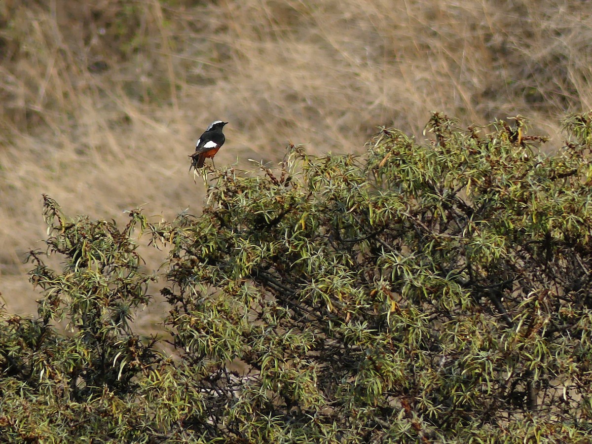 White-winged Redstart - ML387924661