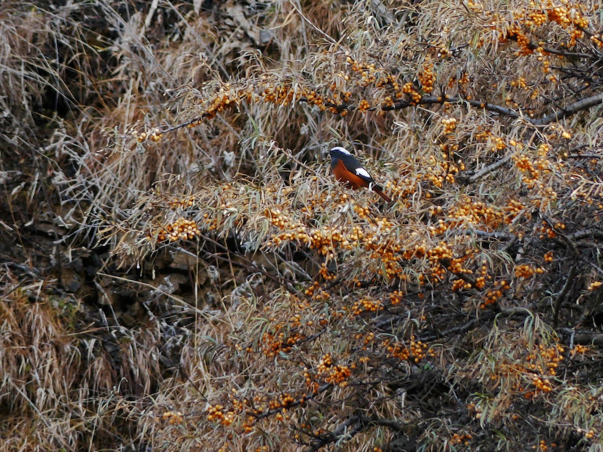 White-winged Redstart - ML387924671