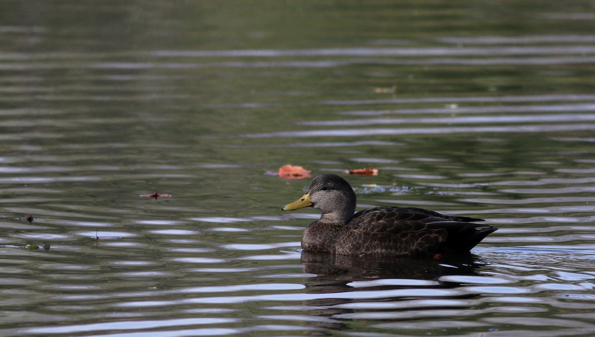 Canard noir - ML38792491