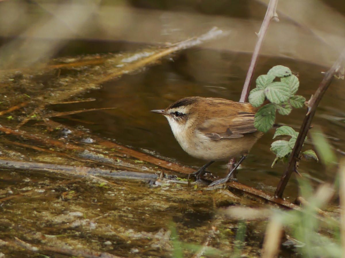 Moustached Warbler - ML387924941