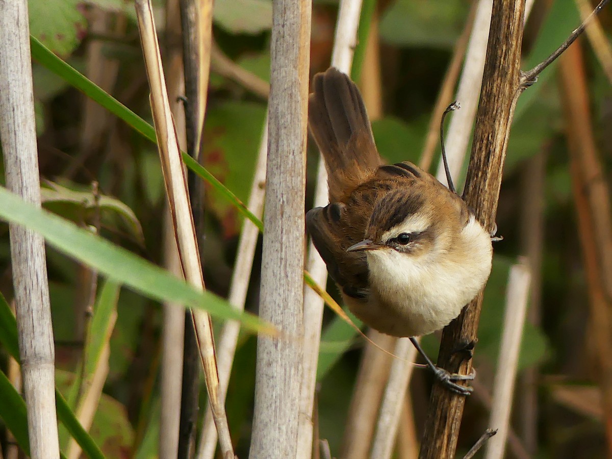 Moustached Warbler - ML387924951