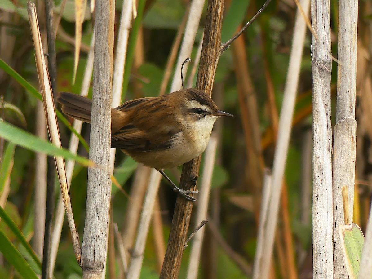 Moustached Warbler - ML387924971