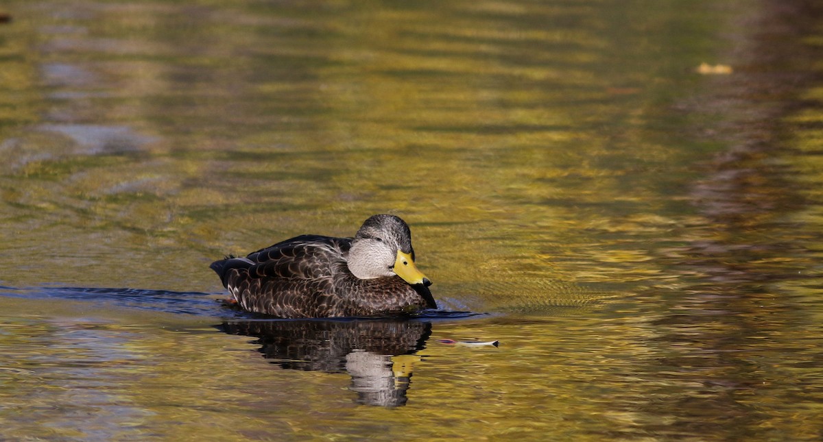 American Black Duck - Jay McGowan