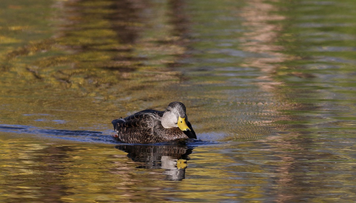 American Black Duck - Jay McGowan