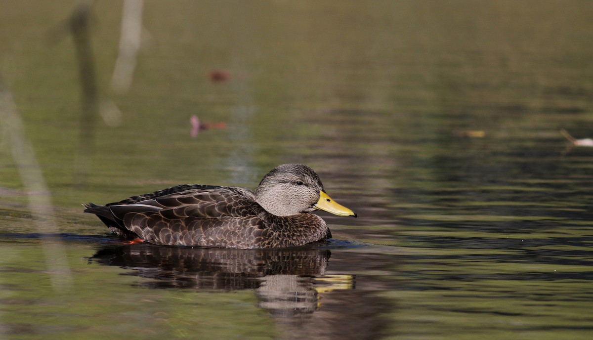 American Black Duck - Jay McGowan