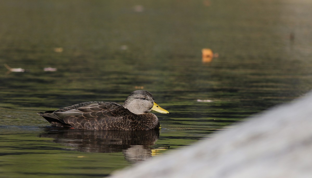 American Black Duck - Jay McGowan