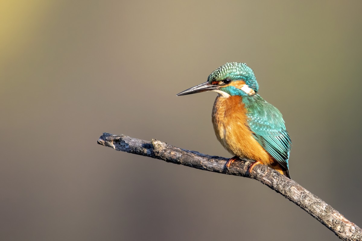 Common Kingfisher - ML387926841