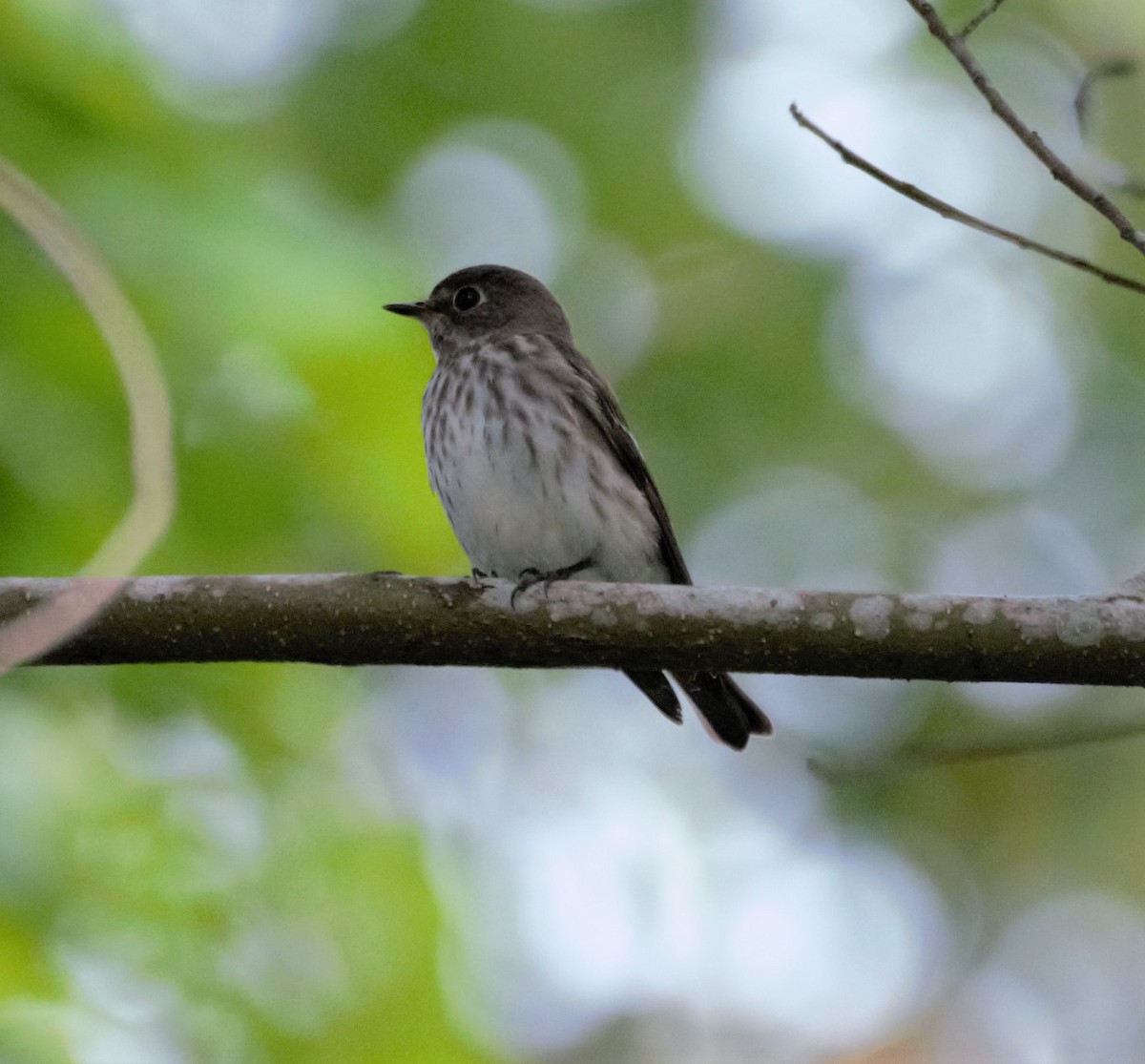 Gray-streaked Flycatcher - ML387928511