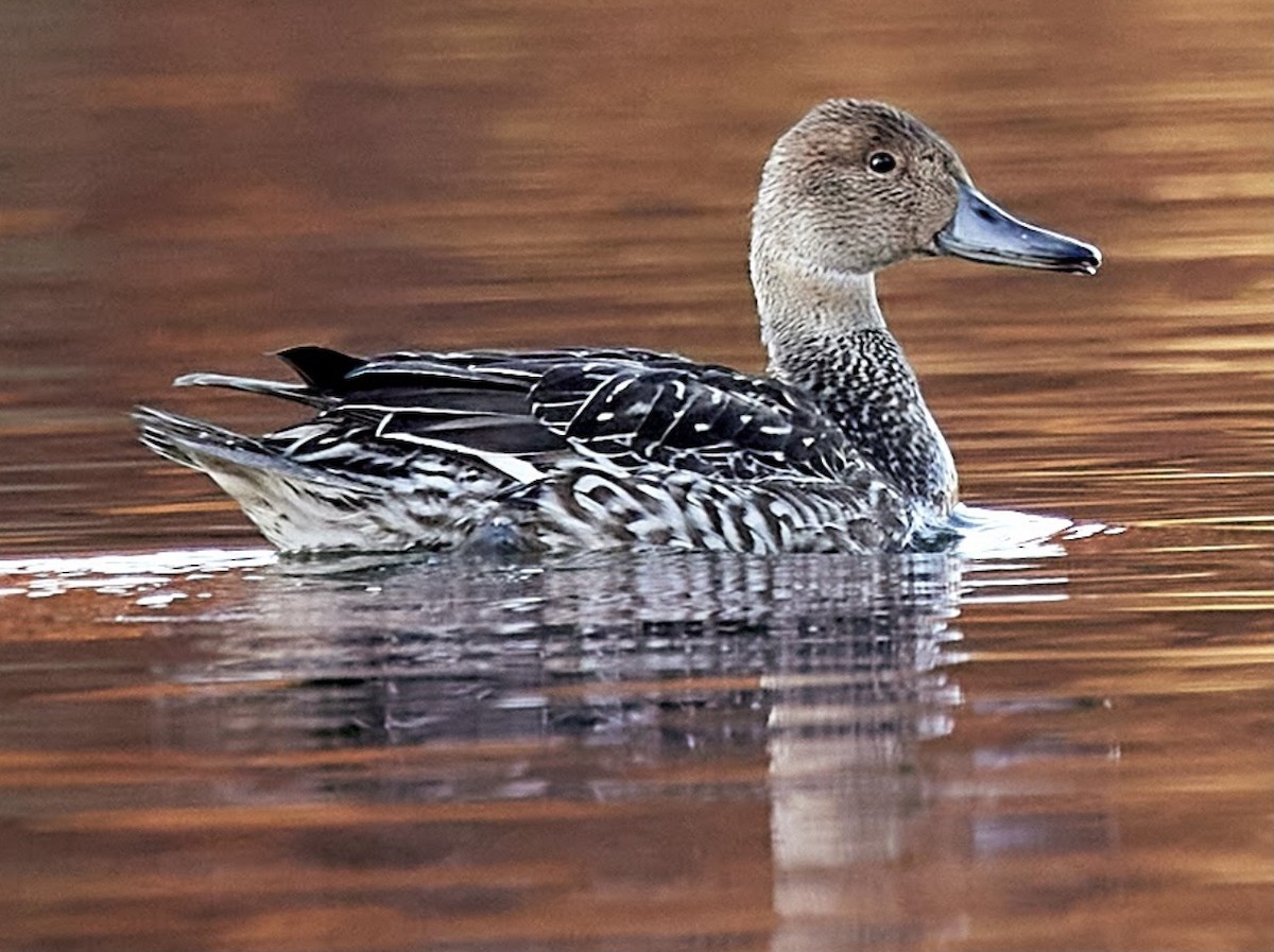 Northern Pintail - terry VP