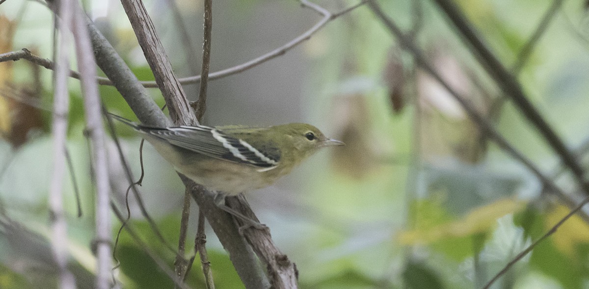 Bay-breasted Warbler - ML387930471