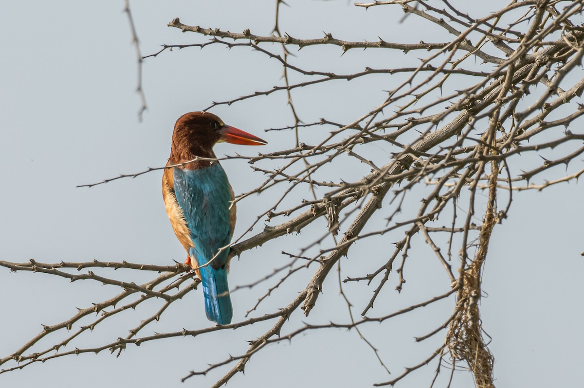 White-throated Kingfisher - Aditya Rao