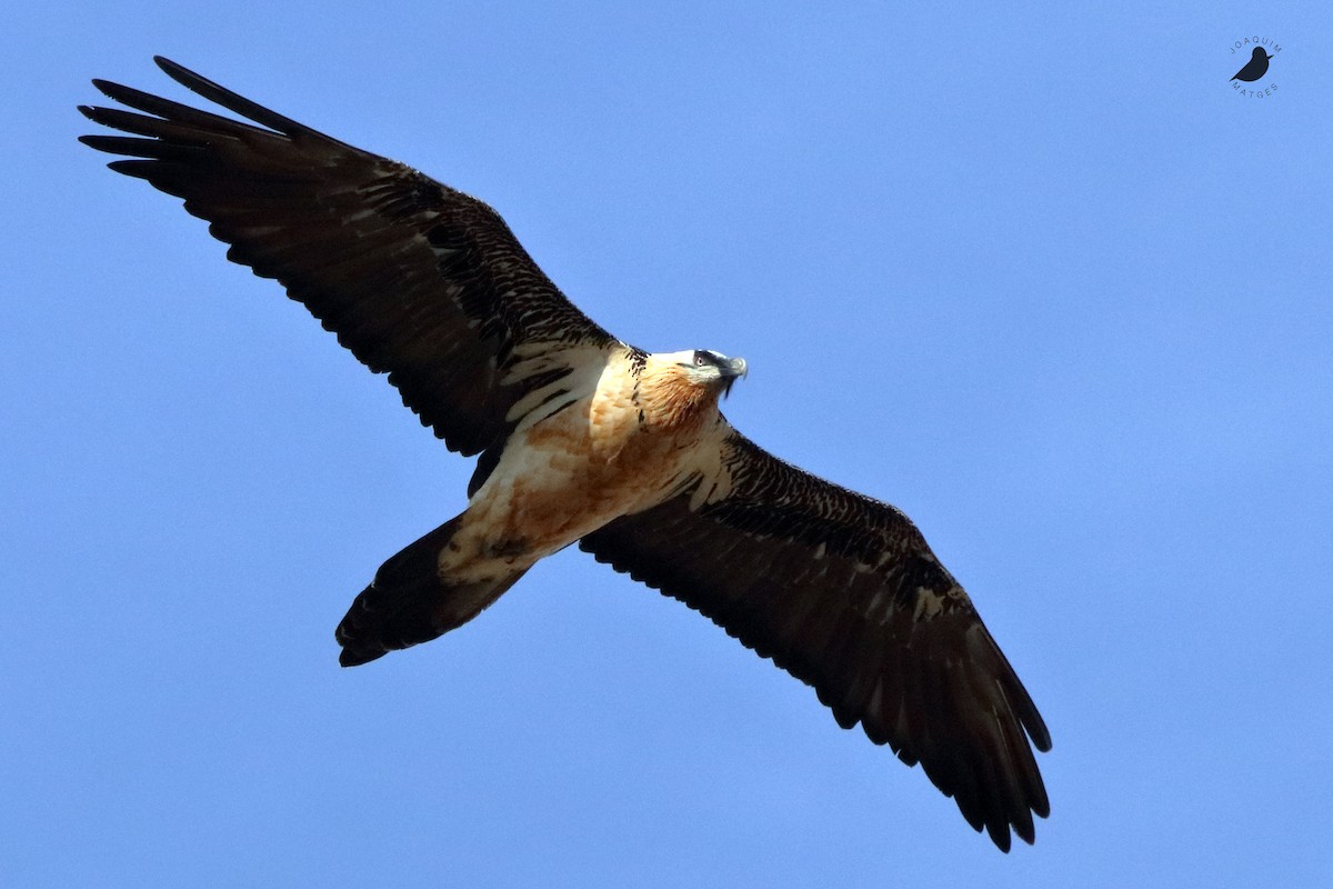 Bearded Vulture - ML387932331