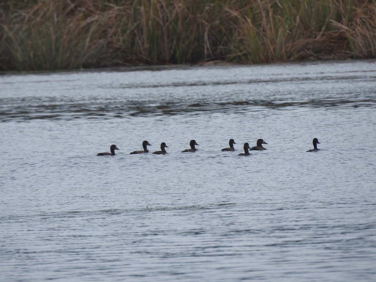 Greater Scaup - ML387932551