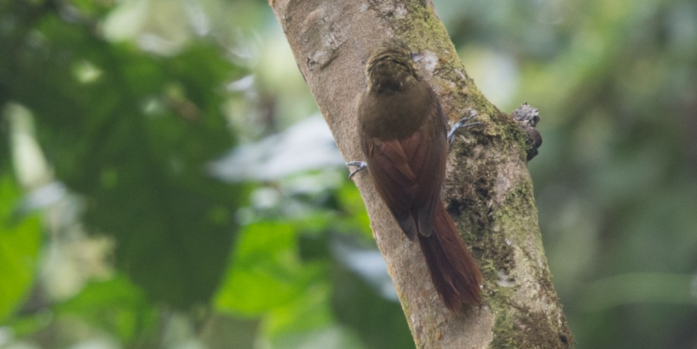Spotted Woodcreeper - ML387933431