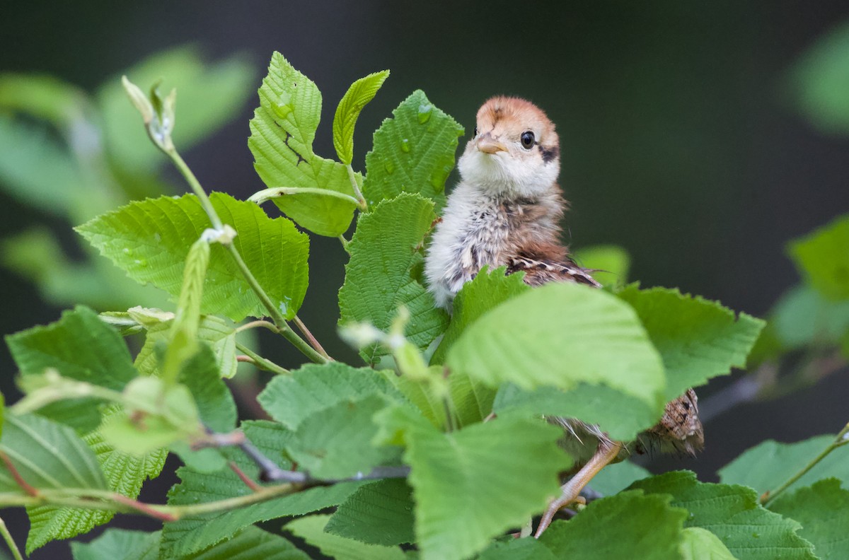 Ruffed Grouse - Kyle Lima