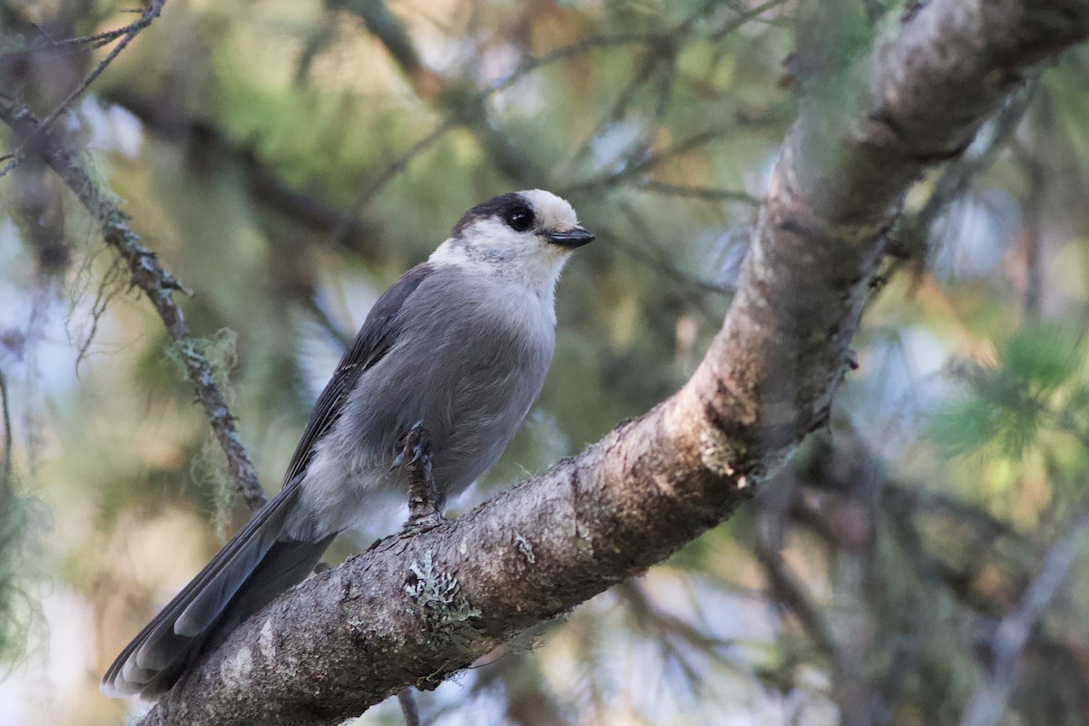 Canada Jay - ML387934731
