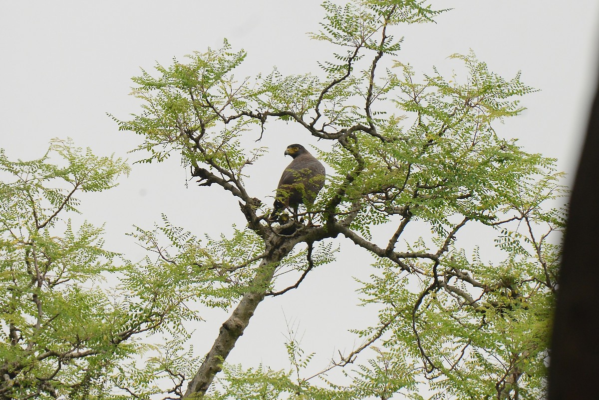 Crested Serpent-Eagle - lekha Jacob