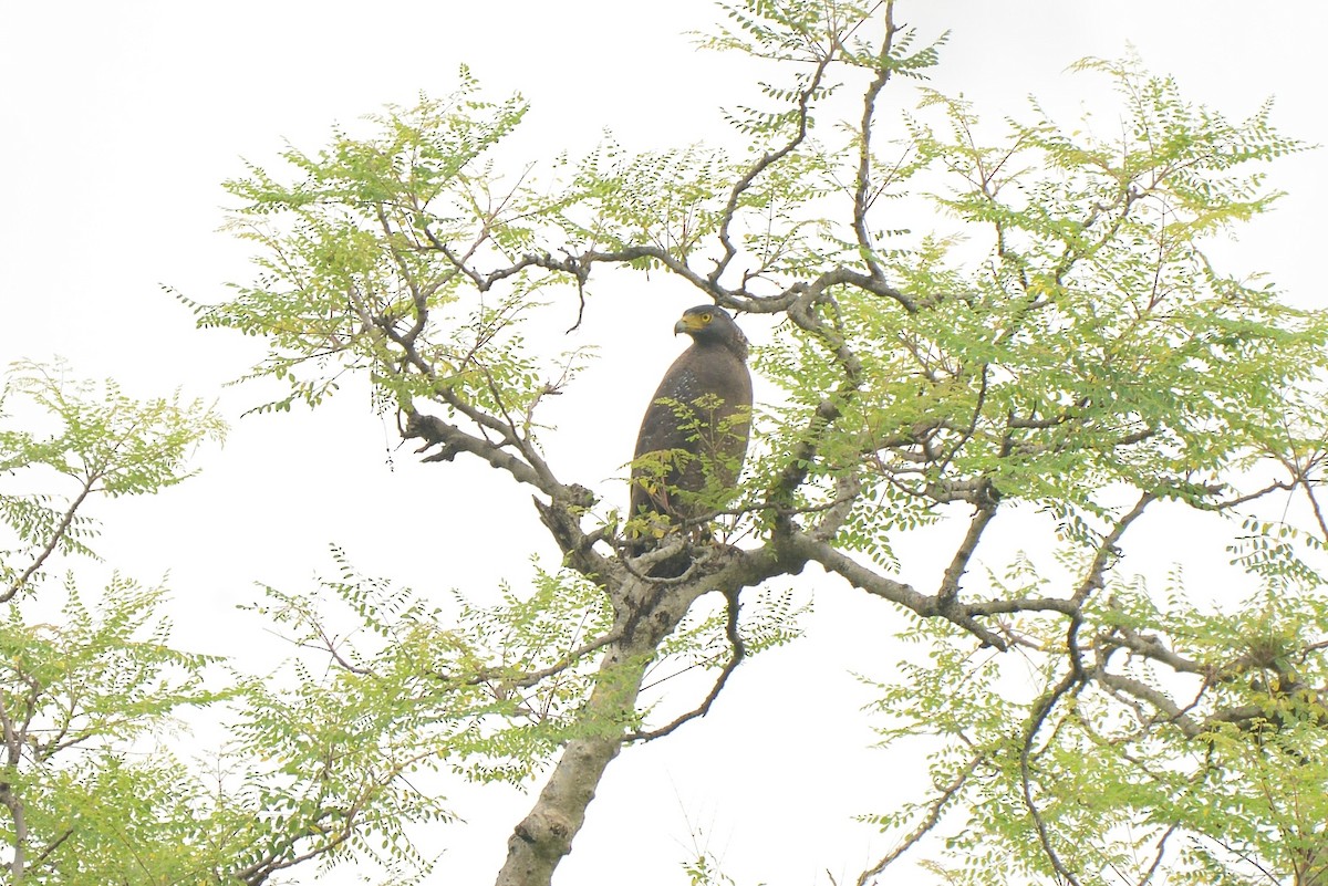 Haubenschlangenadler - ML387934931