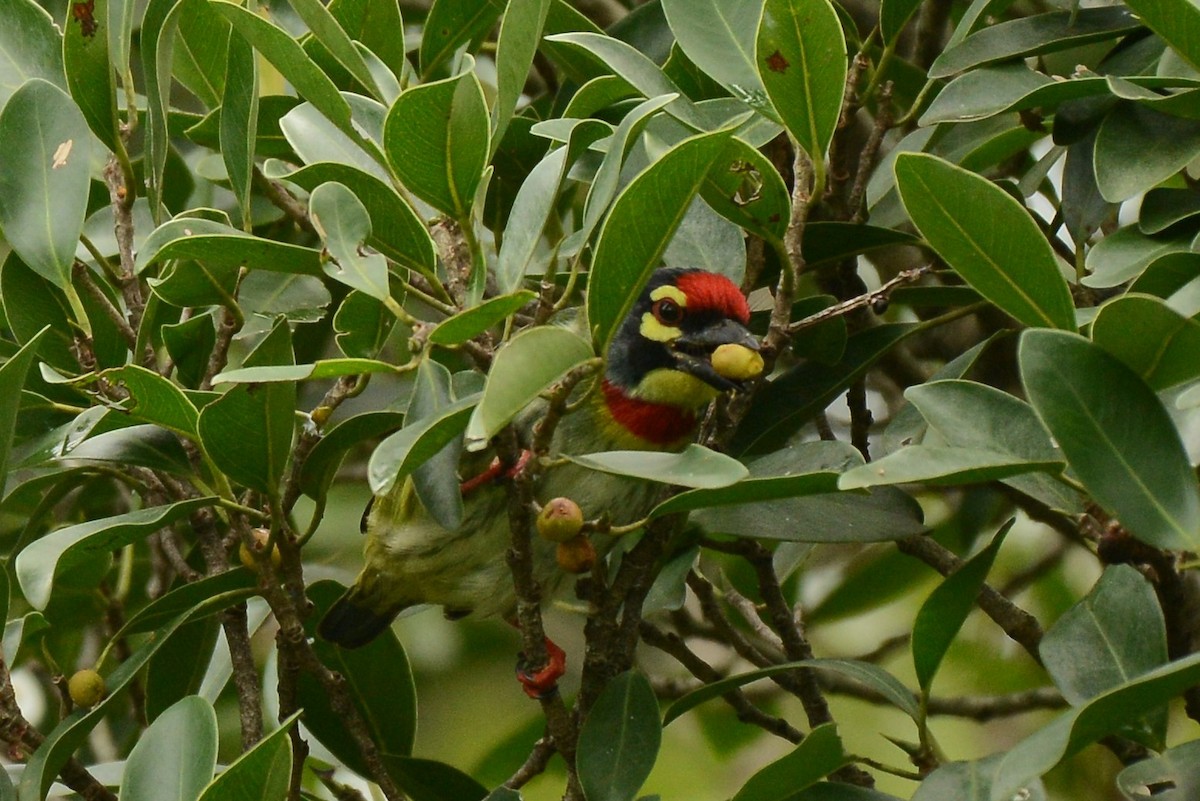 Kupferschmied-Bartvogel - ML387934971