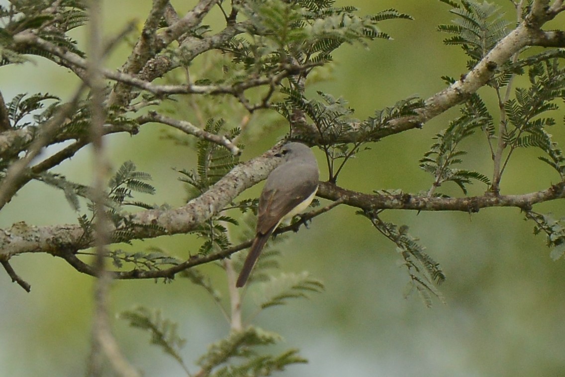 Small Minivet - lekha Jacob