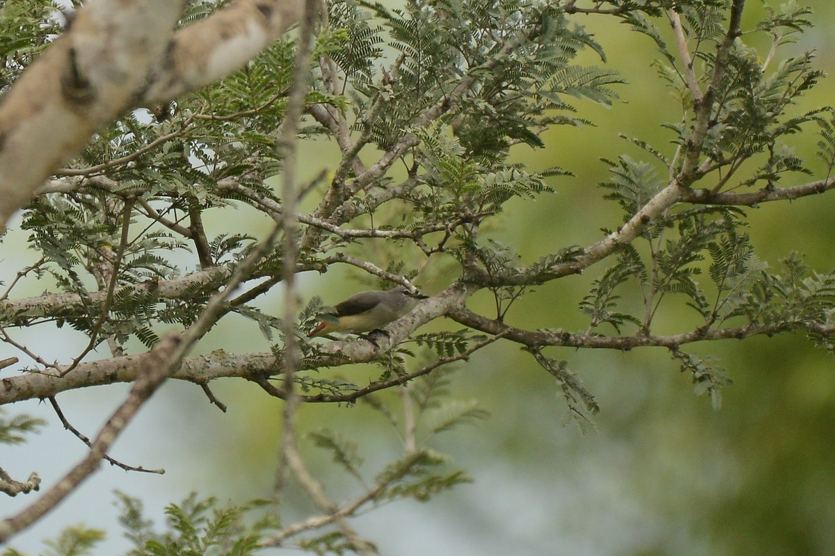 Küçük Minivet - ML387935641