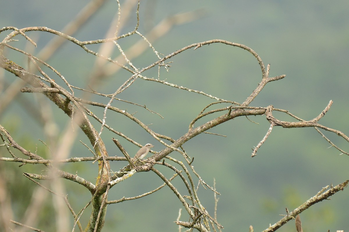 Common Woodshrike - lekha Jacob