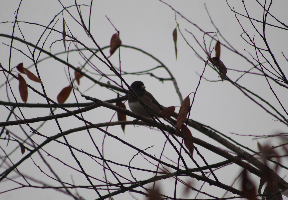 Dark-eyed Junco (Oregon) - ML387936081