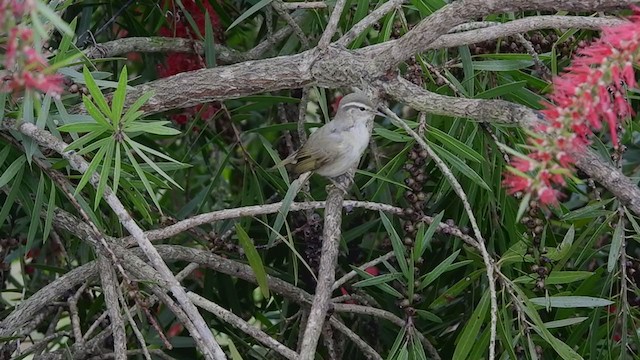 Large-billed Leaf Warbler - ML387938391