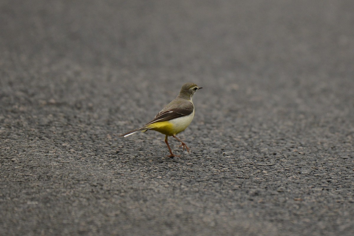 Gray Wagtail - ML387939631