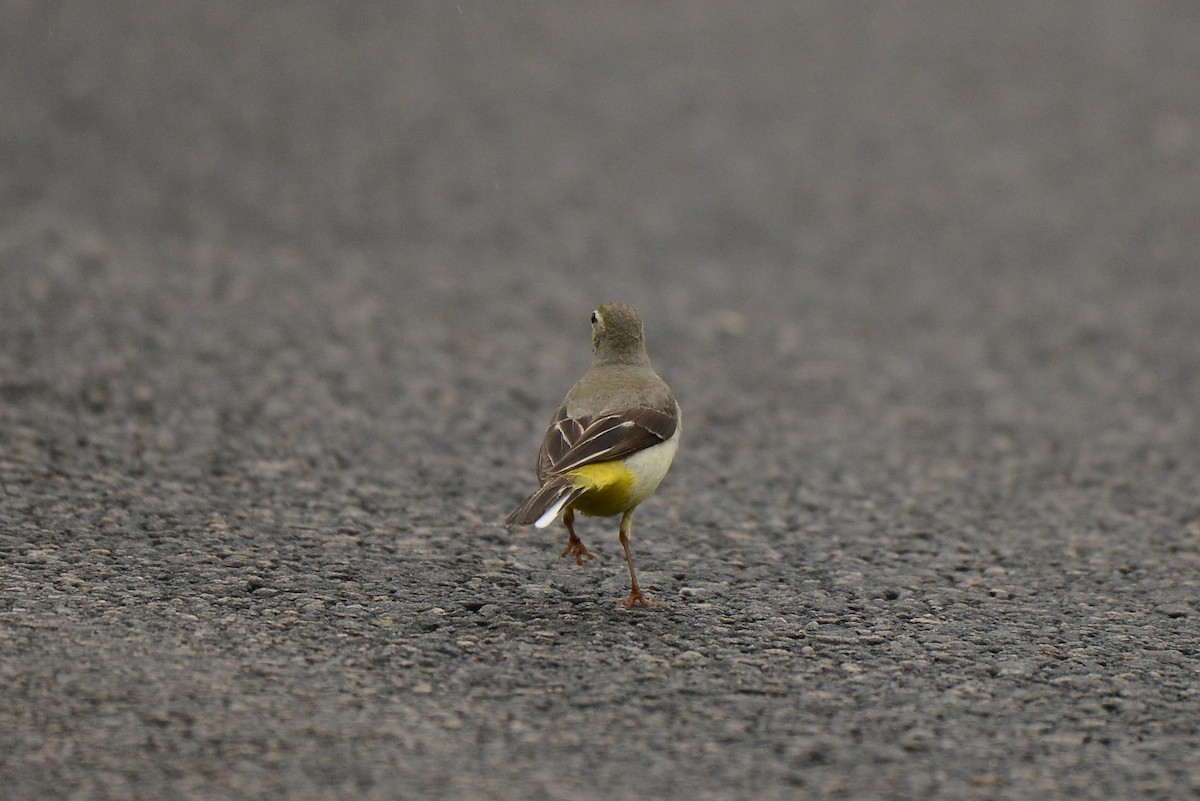 Gray Wagtail - ML387939641