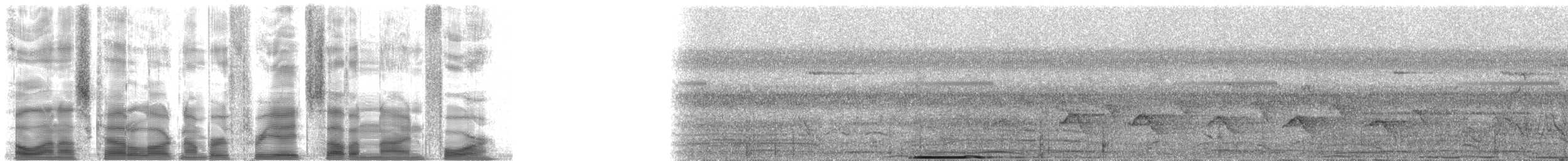 holub pásochvostý - ML38794