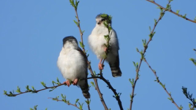 Pygmy Falcon - ML387940071