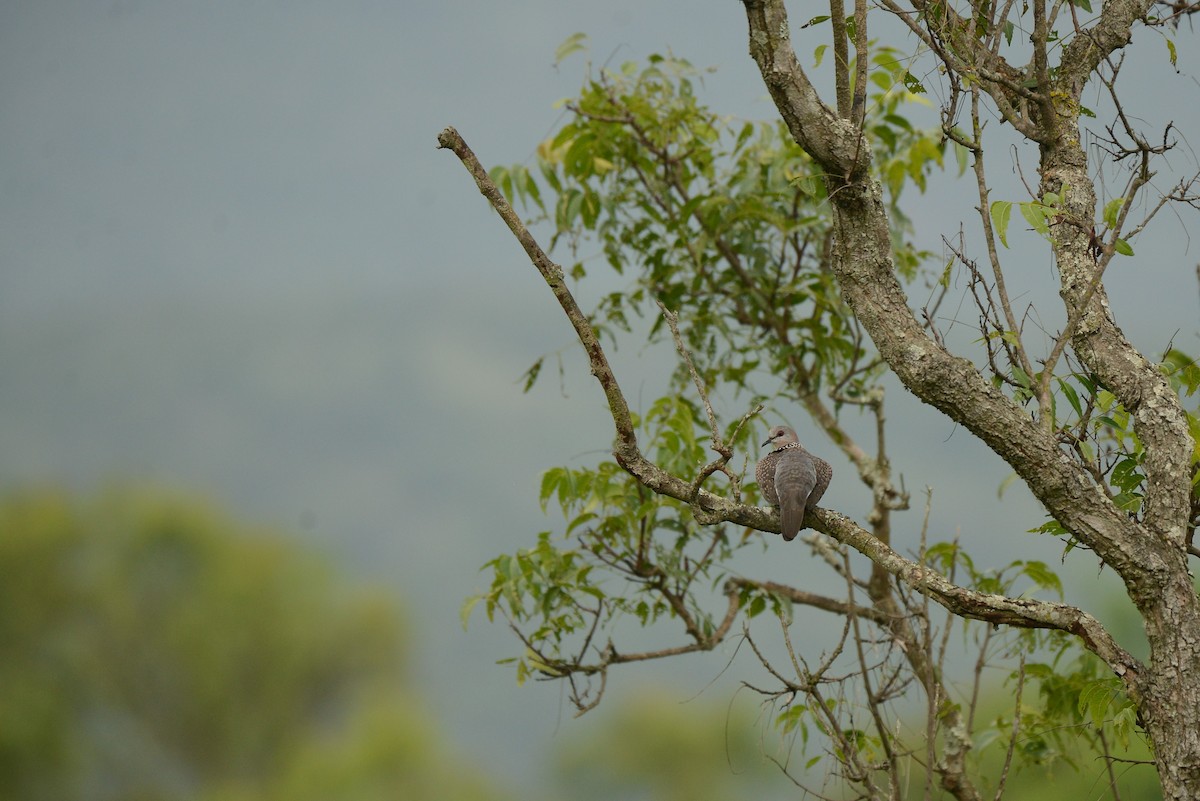 珠頸斑鳩 - ML387940171