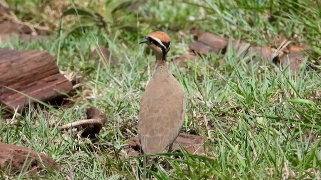 Temminck's Courser - ML387940381