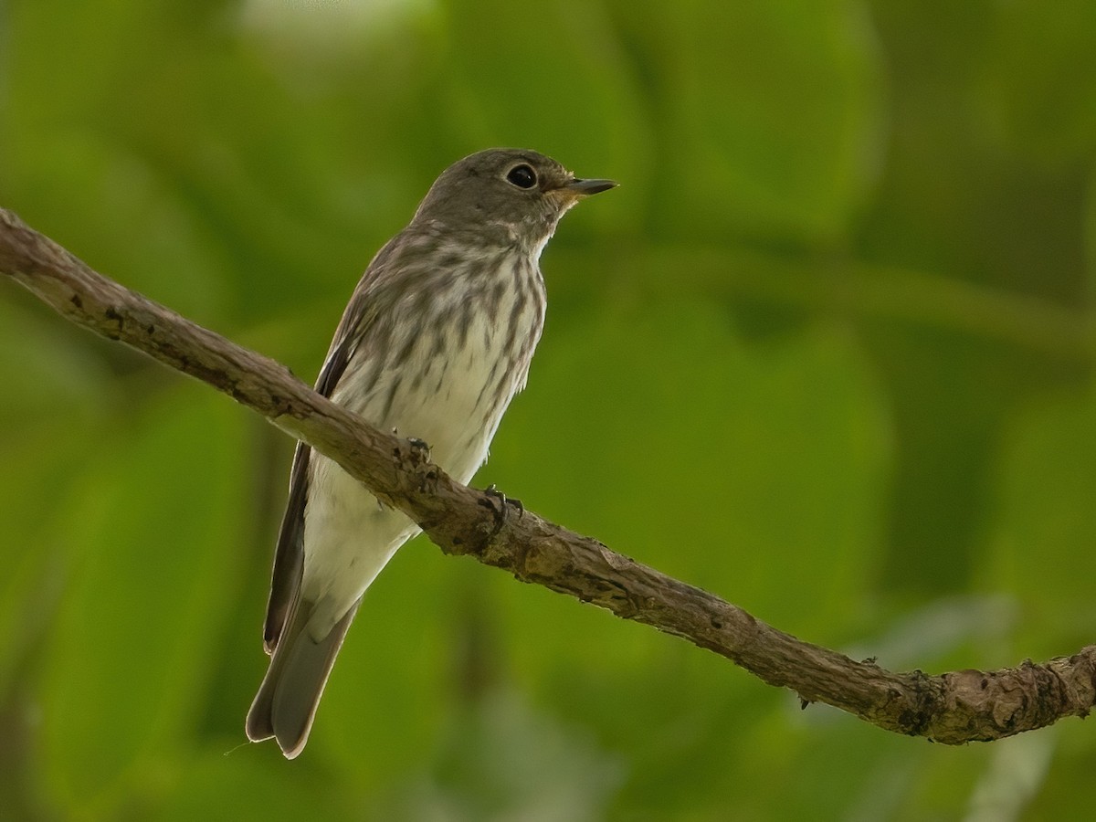 Gray-streaked Flycatcher - ML387940871