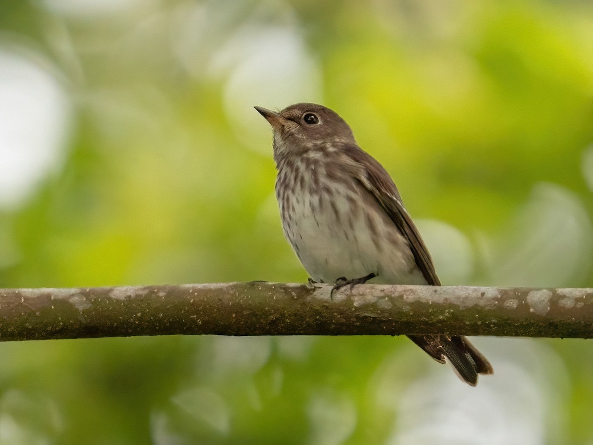 Gray-streaked Flycatcher - ML387940931