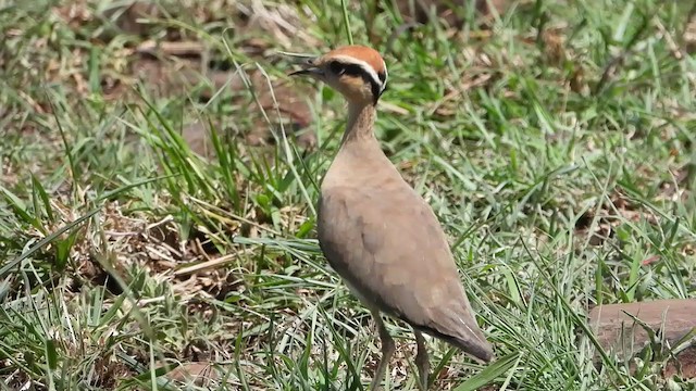 Temminck's Courser - ML387940971