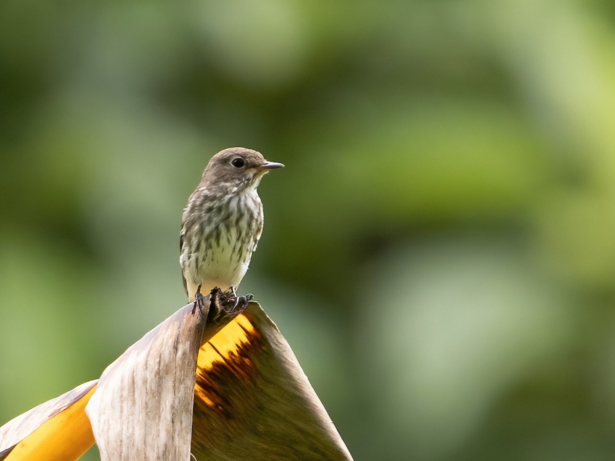 Gray-streaked Flycatcher - ML387940981