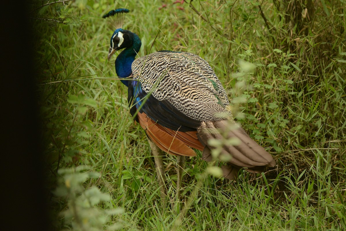 Indian Peafowl - ML387941051