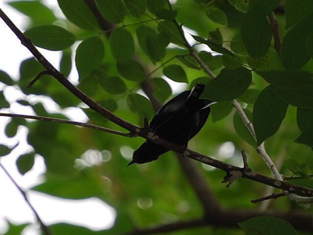 Northern White-fringed Antwren - ML38794121