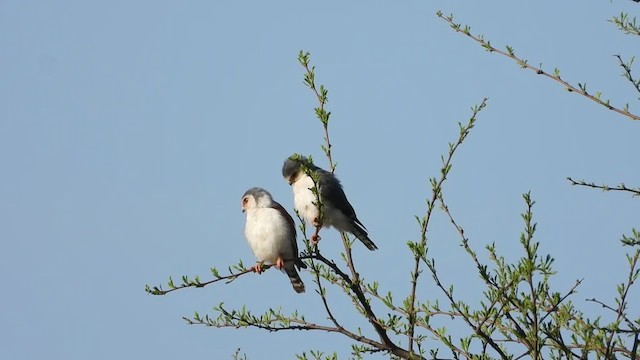 Pygmy Falcon - ML387943811