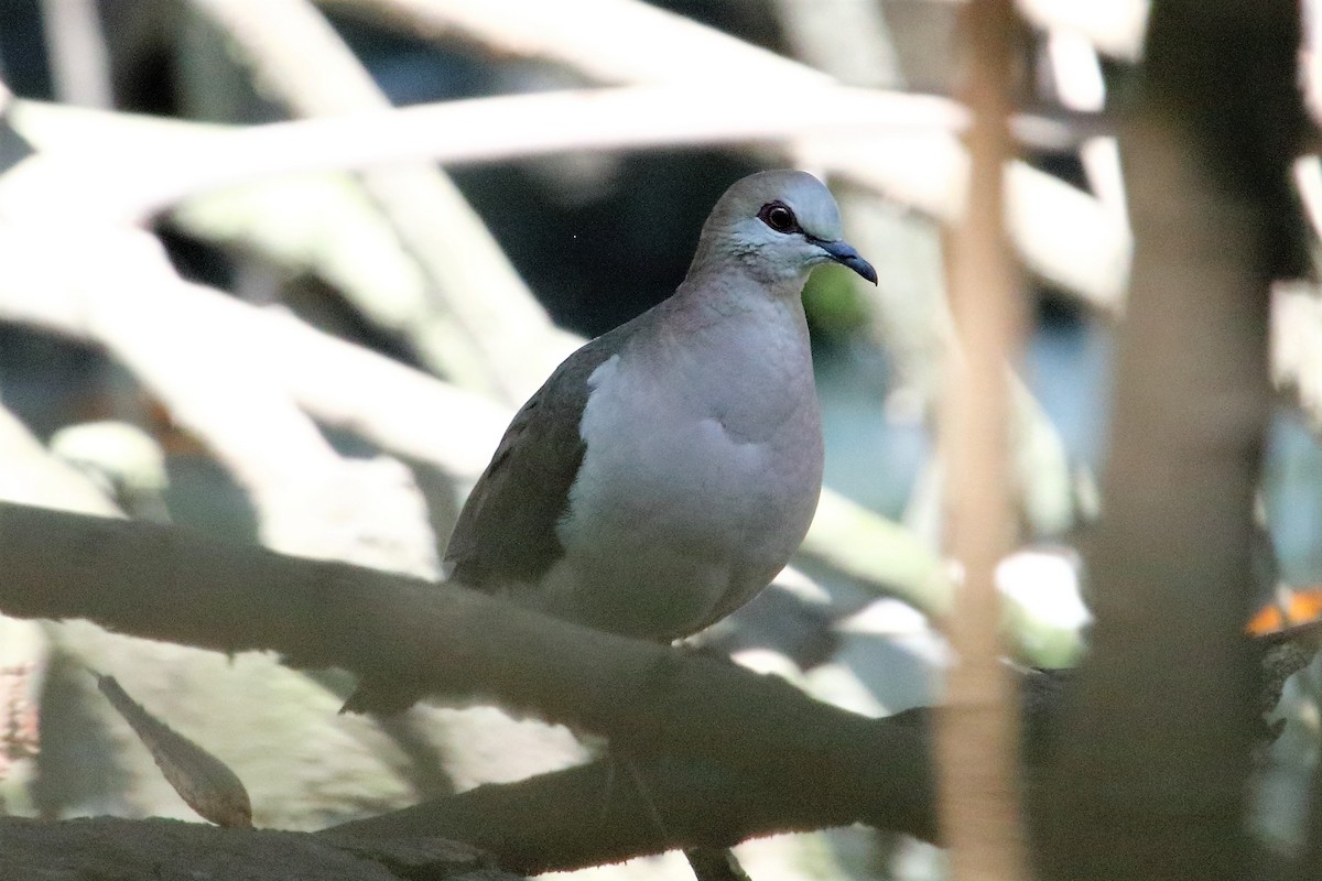 White-tipped Dove (decolor) - Mark Scheuerman