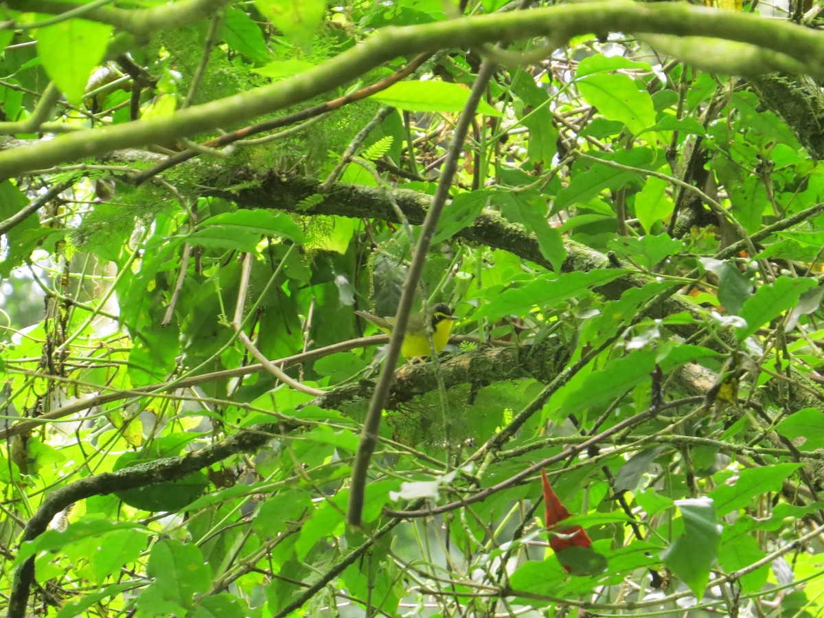 Kentucky Warbler - Róger Rodríguez Bravo