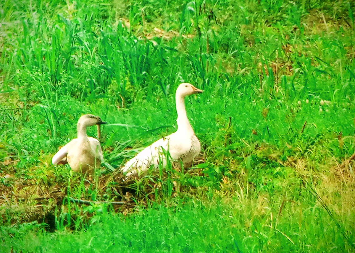 Snow Goose - ML387946311